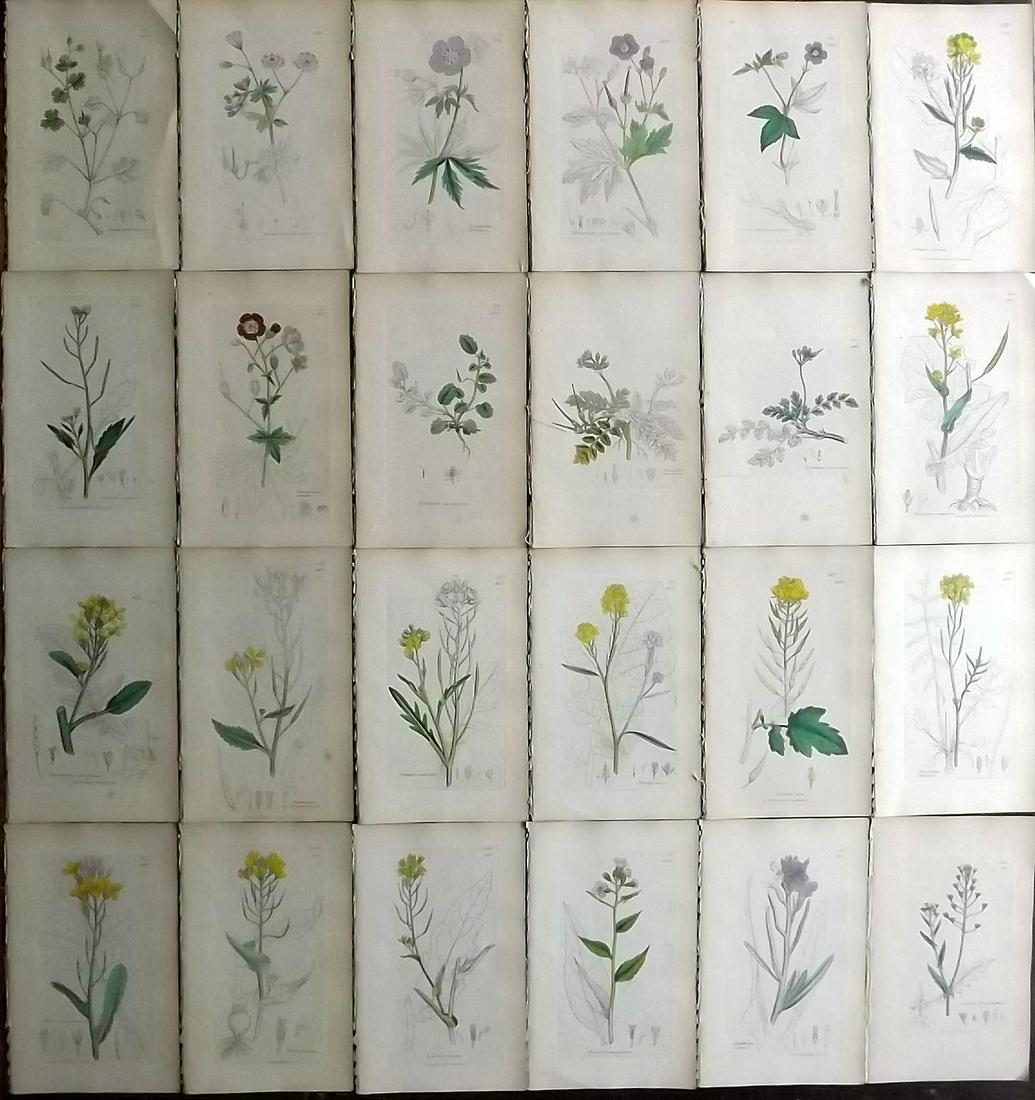 Sowerby, James C1840 Lot 24 Hand Col Botanical Prints (1 of 7)