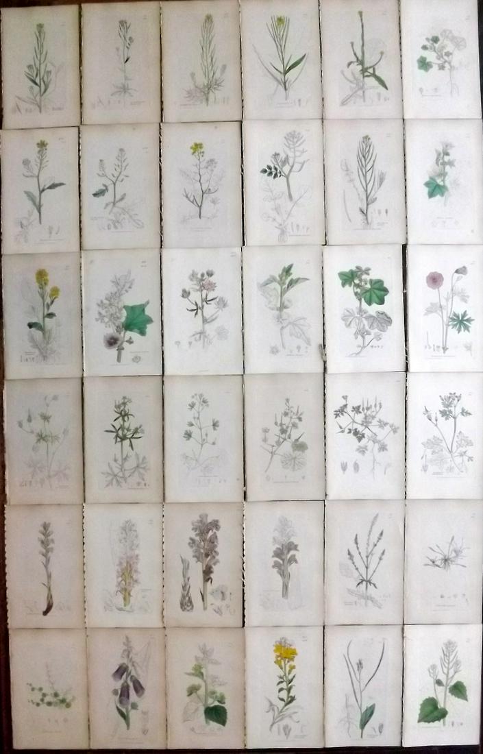 Sowerby, James C1840 Lot 36 Hand Col Botanical Prints: Partial Hand Colored Etchings Only (As Published) Published London, 1832-46 for "English Botany; or, Coloured Figures of British Plants…" Second Edition by James Sowerby and Edward Smith. Paper Size