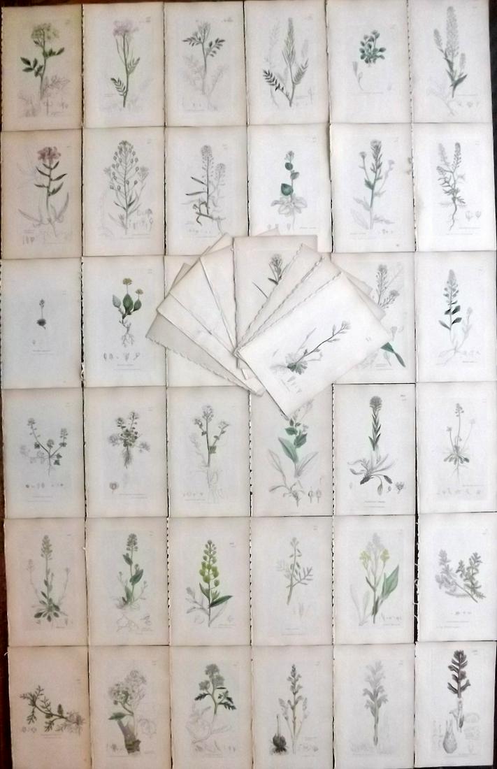 Sowerby, James C1840 Lot 48 Hand Col Botanical Prints (1 of 12)