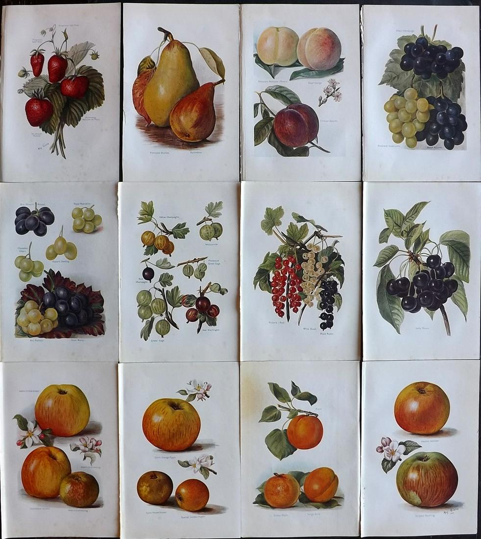 Wright, J & H 1924 Lot of 12 Vintage Fruit Prints: Lithographs Published 1924, London for "The Fruit-Grower's Guide" by John and Horace Wright. Paper Size: 10.5 x 7 inch (27 x 18cm) Very minor margin toning. Good Condition overall