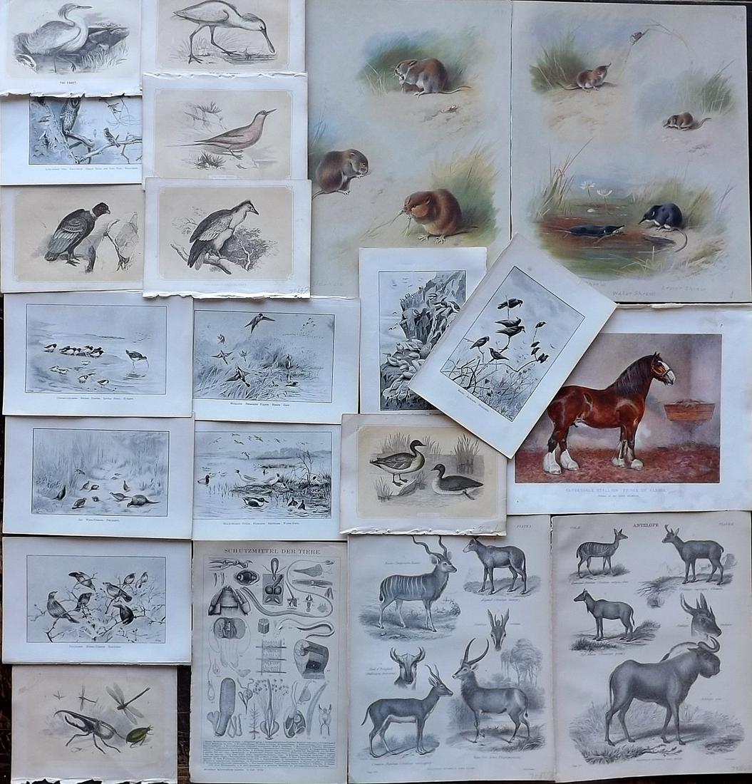 Natural History & Birds 19th Cent. Lot of 22 Antique Prints (1 of 5)