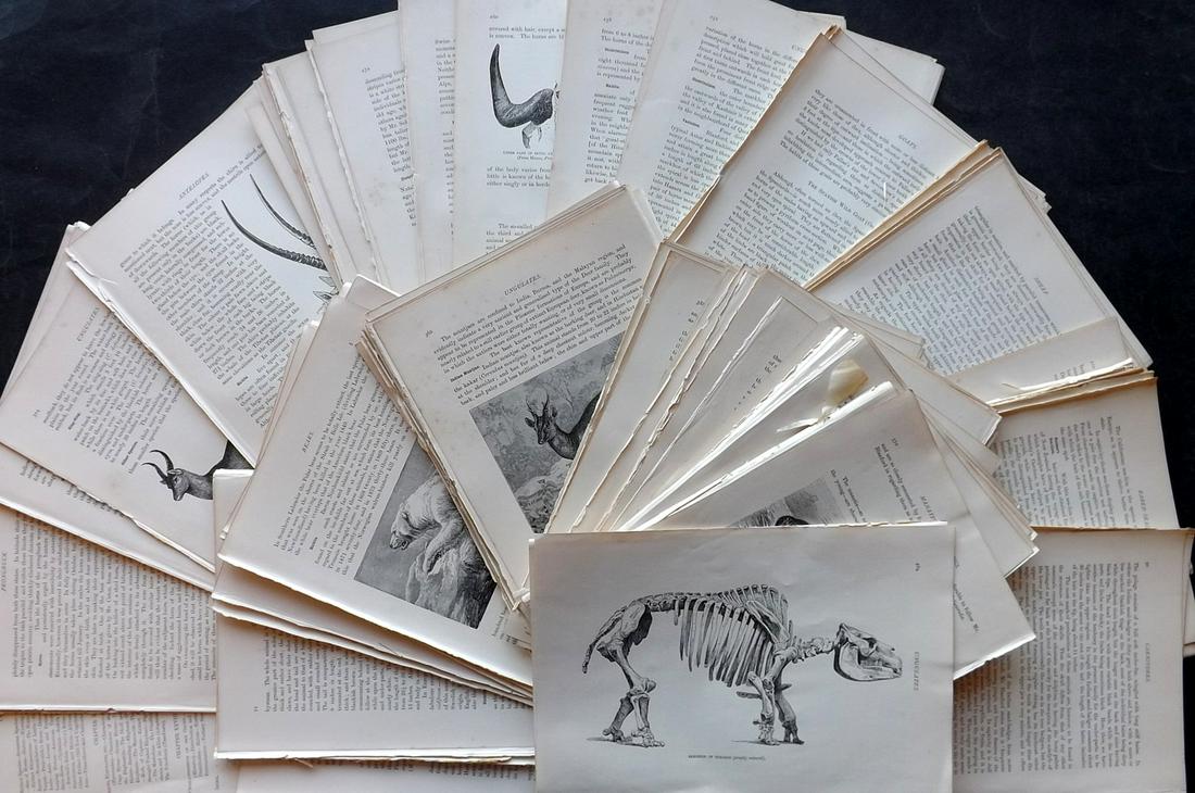 Lydekker, Richard 1895 Lot of 200 Illus. Animal Sheets: 300 Illustrated Sheets, Containing Wood Engravings with related surrounding and verso text Published 1894-95, London for "The Royal Natural History" by Richard Lydekker. Illustrated by Smit, Keulemans