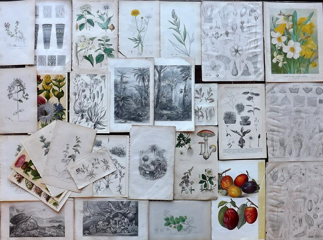 Botanical Prints 19th Cent. Mixed Lot of 30: Lot of 30 Engravings, Etchings and Lithographs. Examples by Sowerby, Wright, Rhind, Schroter, and Brewster. Paper Size: Up to 10 x 8 inch (26 x 20cm) Some faults, some in good order