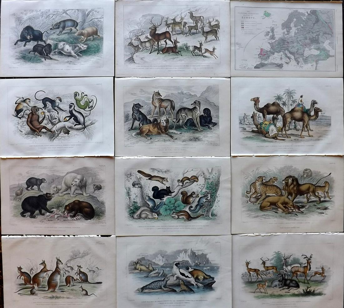 Goldsmith, Oliver 1870 Lot of 12 Hand Col Natural History Prints (1 of 5)