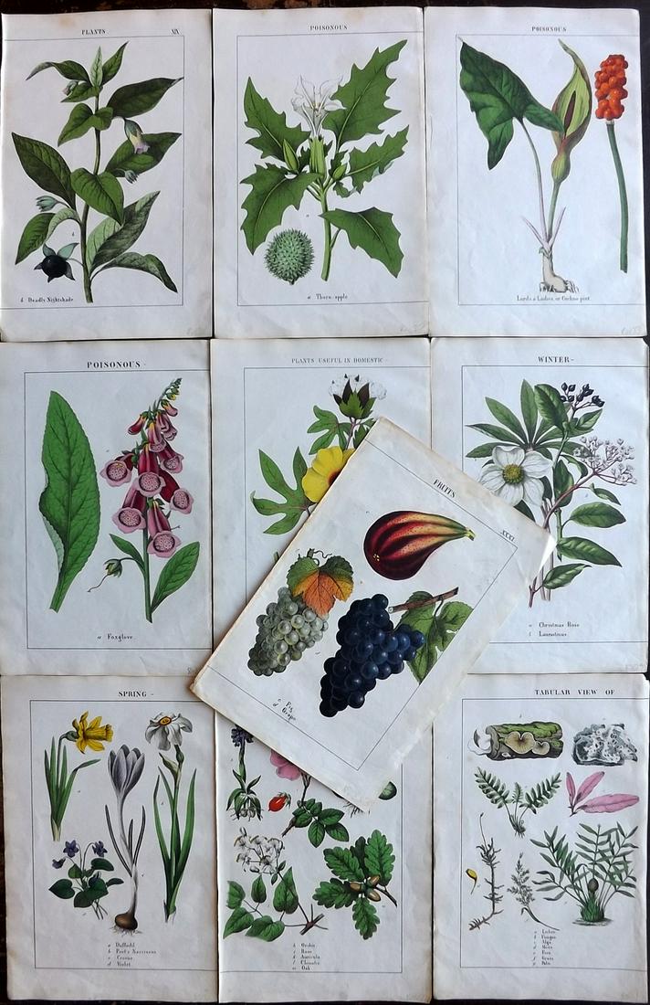 Yonge, Charlotte 1863 Lot of 10 Hand Col Botanical Prints: Hand Coloured Lithographs Published 1863, London for "The Instructive Picture Book. Or Lessons from the Vegetable World" by Charlotte Mary Yonge. Paper Size: 12.5 x 8 inch (32 x 21cm) Trimmed from a l