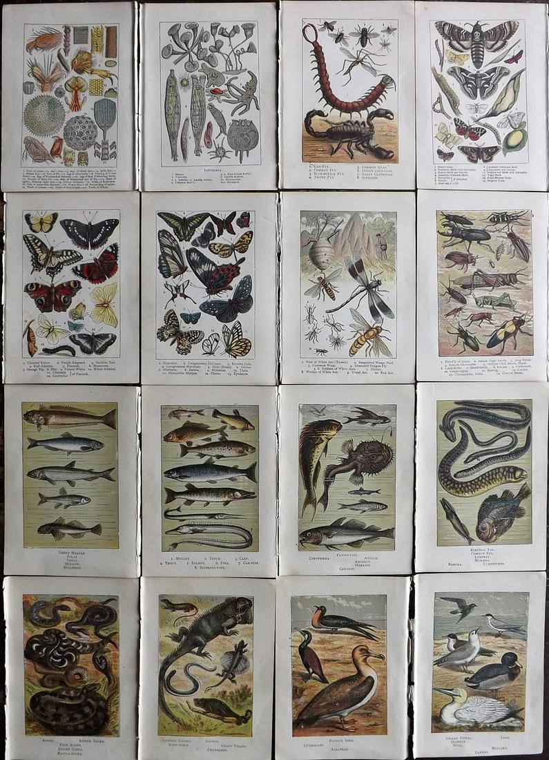 Warne, Frederick (Pub) C1870 Lot of 16 Natural History Prints: Woodblock Published C1870, by Frederick Warne, London for Warne's Picture Natural History" Printed in colours by the Kroenheim Oil Process. Incomplete text to the reverse, but none showing through fro