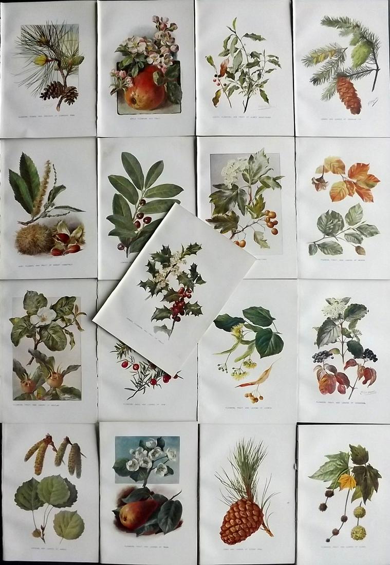 Boulger, George 1907 Lot of 17 Antique Botanical Prints (1 of 6)