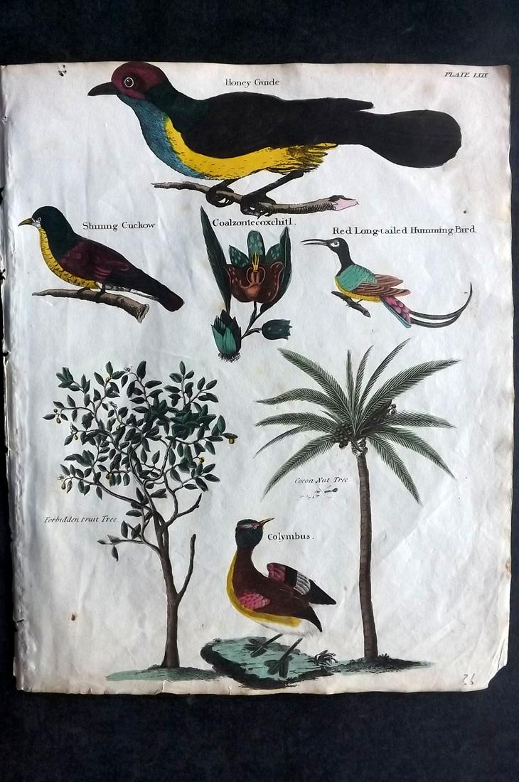 Goldsmith & Shaw 1817 HC Bird & Botanical Print. Hummingbird etc (1 of 2)