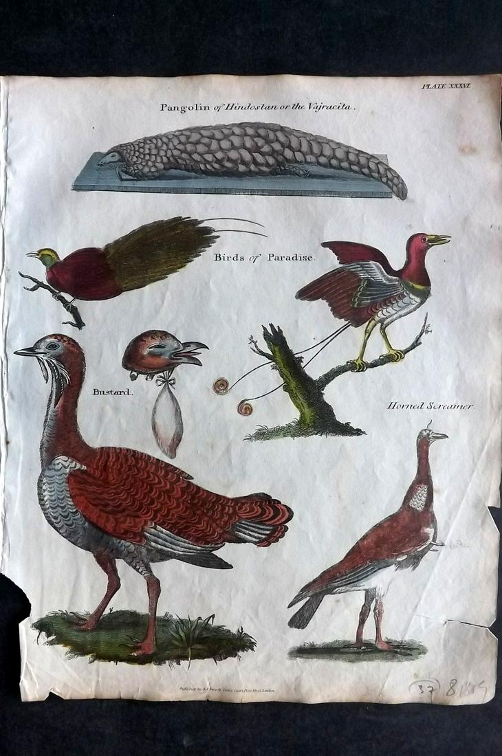 Goldsmith & Shaw 1817 HC Bird. Birds of Paradise, Bustard, Screamer: Hand Coloured Copper Plates Published 1817, London for "A History of the Earth and Animated Nature" Also titled "Panorama of Nature" by Oliver Goldsmith and George Shaw. Fine hand colour as issued. Ra