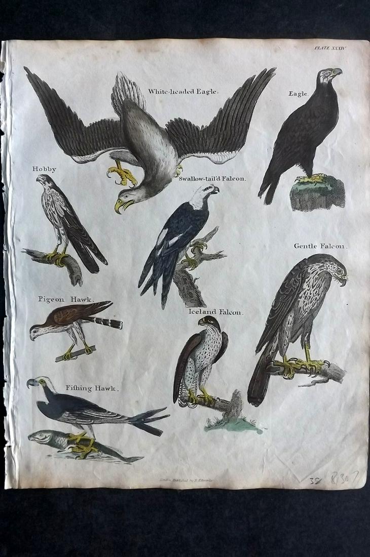 Goldsmith & Shaw 1817 HC Bird. Eagle, Hobby, Fishing Hawk, Falcons: Hand Coloured Copper Plates Published 1817, London for "A History of the Earth and Animated Nature" Also titled "Panorama of Nature" by Oliver Goldsmith and George Shaw. Fine hand colour as issued. Ra