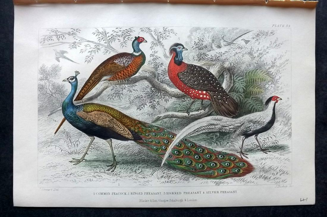 Goldsmith, Oliver 1870 Hand Col Bird Print. Peacock, Pheasant (1 of 2)