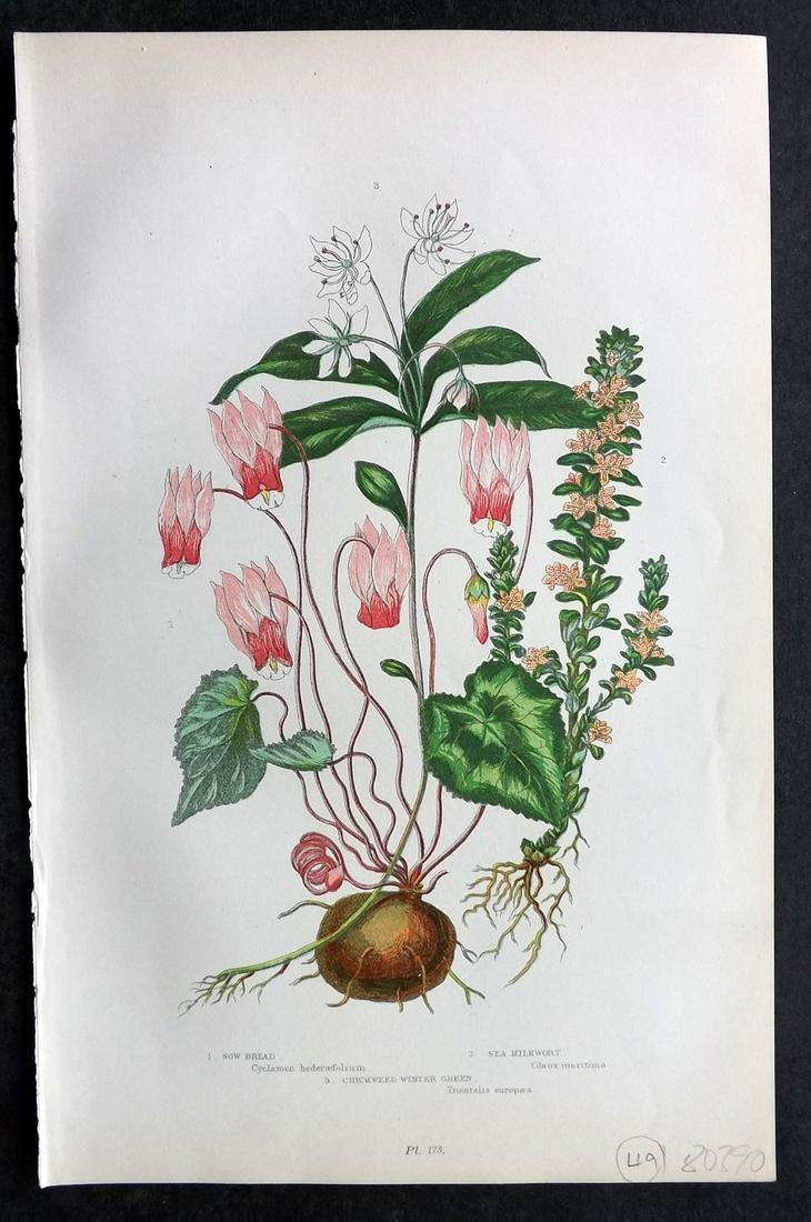Pratt, Anne 1905 Antique Botanical Print. Cyclamen: Chromolithographs Published 1899-1905, London for "The Flowering Plants and Ferns of Great Britain" by Anne Pratt. Paper Size: 9.5 x 6 inch (24 x 16cm) Good Condition