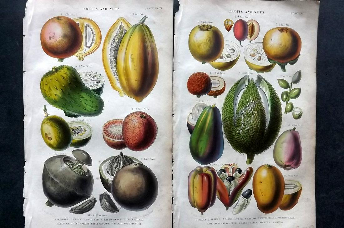 Rhind, William 1855 Pair of Hand Col Botanical Prints. Fruits & Nuts (1 of 2)