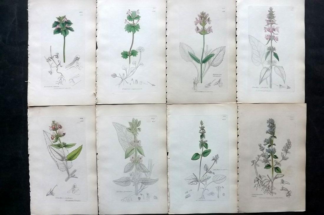 Sowerby, James C1840 Lot 8 Hand Col Botanical Prints: Partial Hand Colored Etchings Only (As Published) Published London, 1832-46 for "English Botany; or, Coloured Figures of British Plants…" Second Edition by James Sowerby and Edward Smith. Paper Size