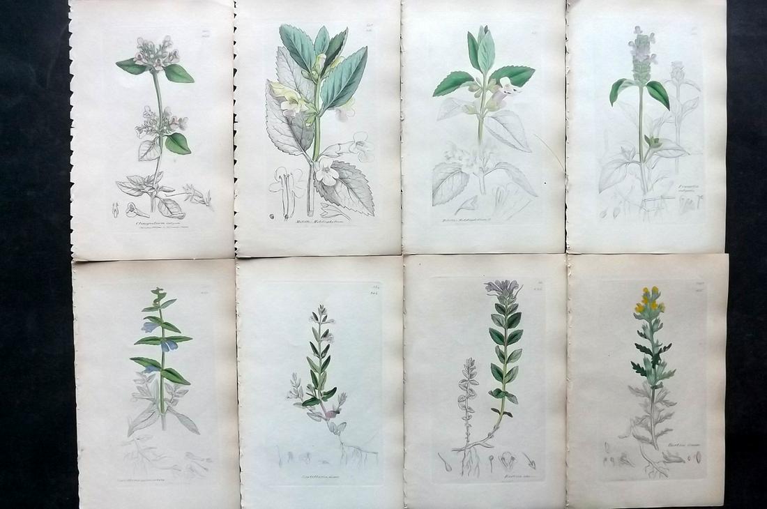 Sowerby, James C1840 Lot 8 Hand Col Botanical Prints: Partial Hand Colored Etchings Only (As Published) Published London, 1832-46 for "English Botany; or, Coloured Figures of British Plants…" Second Edition by James Sowerby and Edward Smith. Paper Size