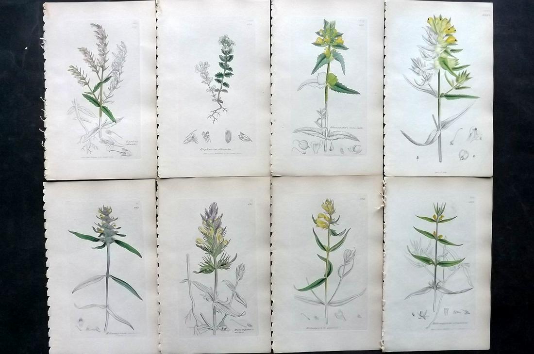 Sowerby, James C1840 Lot 8 Hand Col Botanical Prints: Partial Hand Colored Etchings Only (As Published) Published London, 1832-46 for "English Botany; or, Coloured Figures of British Plants…" Second Edition by James Sowerby and Edward Smith. Paper Size