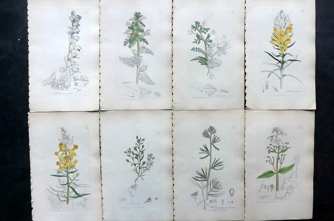 Sowerby, James C1840 Lot 8 Hand Col Botanical Prints: Partial Hand Colored Etchings Only (As Published) Published London, 1832-46 for "English Botany; or, Coloured Figures of British Plants…" Second Edition by James Sowerby and Edward Smith. Paper Size