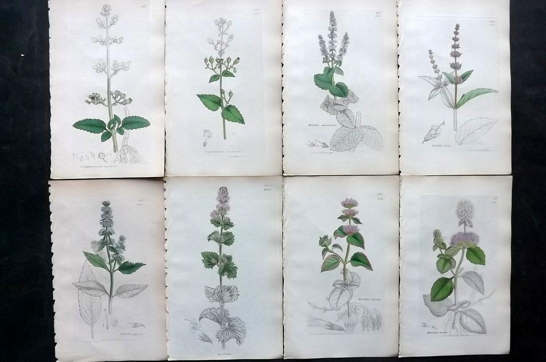 Sowerby, James C1840 Lot 8 Hand Col Botanical Prints: Partial Hand Colored Etchings Only (As Published) Published London, 1832-46 for "English Botany; or, Coloured Figures of British Plants…" Second Edition by James Sowerby and Edward Smith. Paper Size
