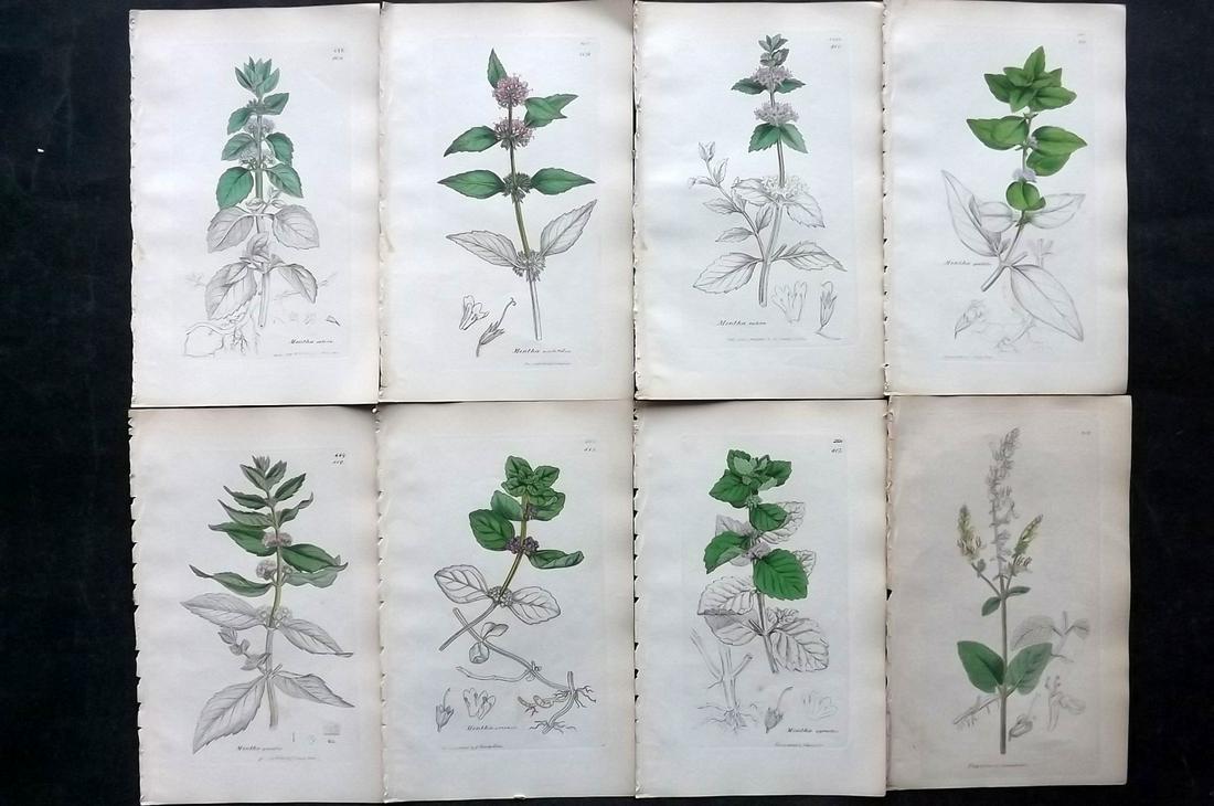 Sowerby, James C1840 Lot 8 Hand Col Botanical Prints: Partial Hand Colored Etchings Only (As Published) Published London, 1832-46 for "English Botany; or, Coloured Figures of British Plants…" Second Edition by James Sowerby and Edward Smith. Paper Size