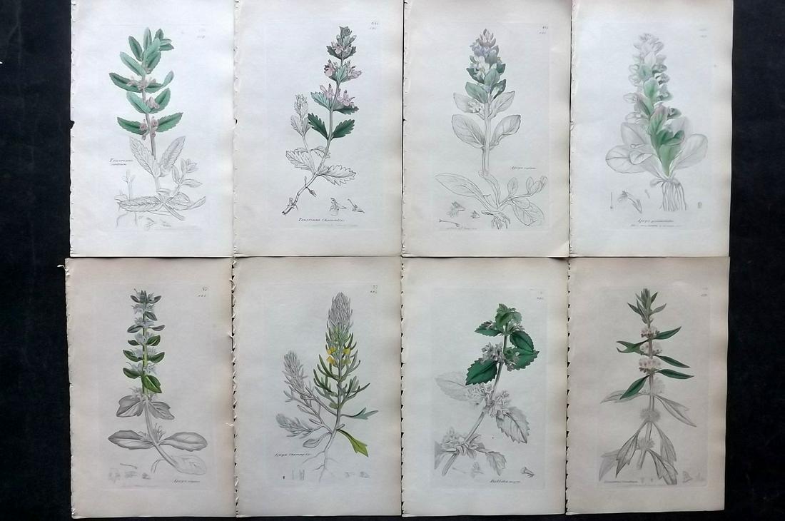 Sowerby, James C1840 Lot 8 Hand Col Botanical Prints: Partial Hand Colored Etchings Only (As Published) Published London, 1832-46 for "English Botany; or, Coloured Figures of British Plants…" Second Edition by James Sowerby and Edward Smith. Paper Size