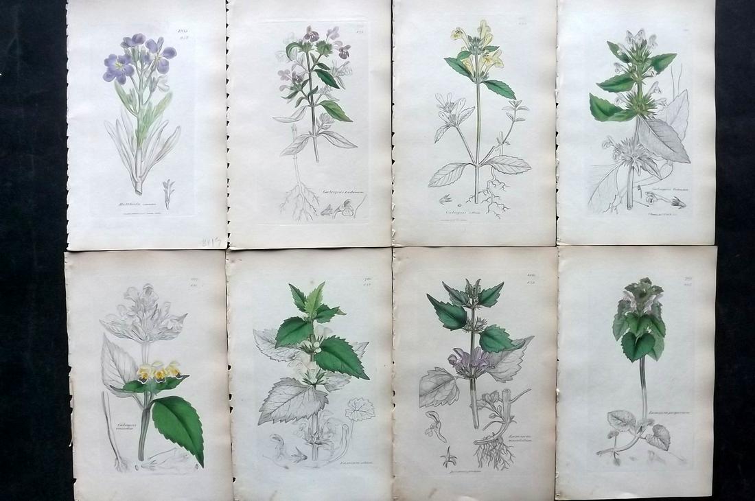 Sowerby, James C1840 Lot 8 Hand Col Botanical Prints: Partial Hand Colored Etchings Only (As Published) Published London, 1832-46 for "English Botany; or, Coloured Figures of British Plants…" Second Edition by James Sowerby and Edward Smith. Paper Size