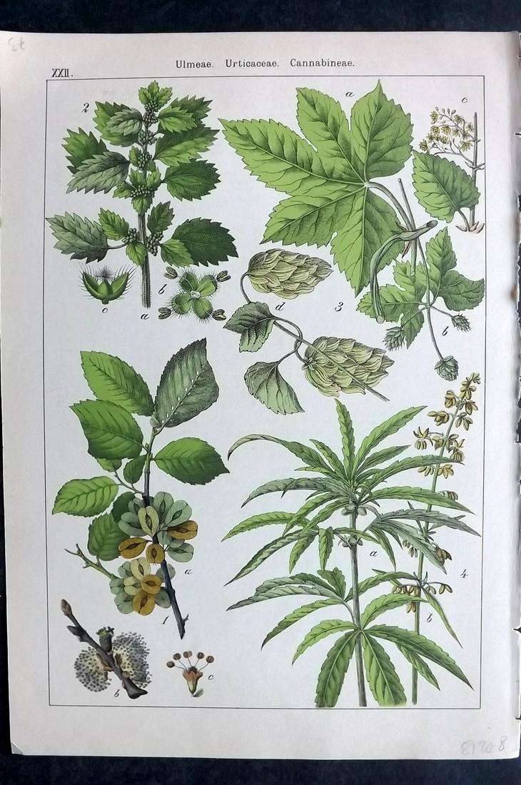 Willkomm, Heinrich 1885 Botanical. Cannabis Hemp etc: Folio Lithograph Published 1885 Stuttgart, for "Bilder-Atlas des Pflanzenreichs nach dem naturlichen System" by Heinrich Moritz Willkomm. Paper Size: 12 x 8.5 inch (30 x 22cm) Image printed on reverse