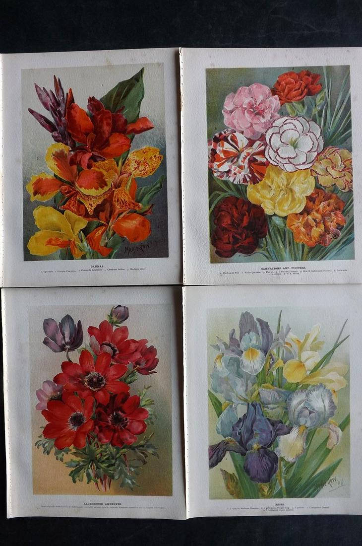 Wright, John 1896 Lot of 4 Antique Botanical Prints: Chromolithograph published 1896-1901 by Virtue & Co, London for "The Flower Growers Guide" By John Wright. Illustrated by Miss Gertrude Hamilton & Marie Low. Paper Size : 10.5 x 8 inch (27 x 21cm) Min