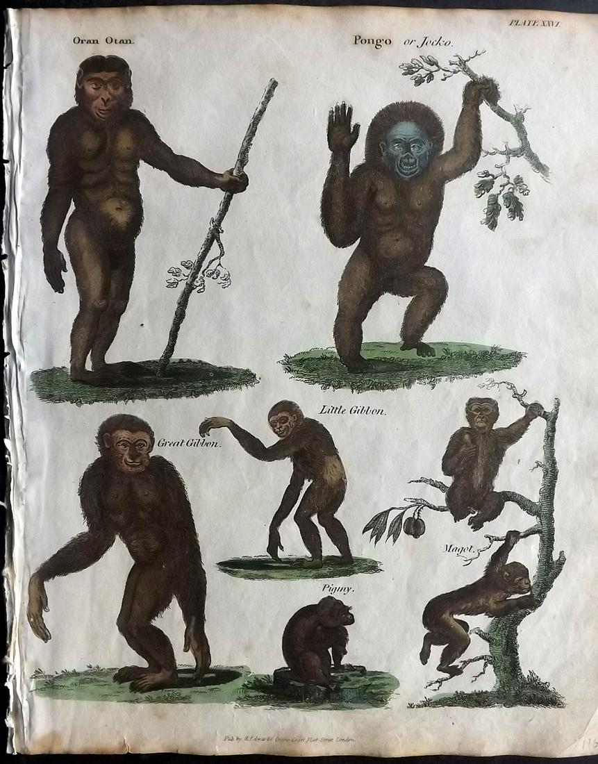 Goldsmith & Shaw 1817 HC Print. Monkeys 31: Hand Coloured Copper Plates Published 1817, London for "A History of the Earth and Animated Nature" Also titled "Panorama of Nature" by Oliver Goldsmith and George Shaw. Fine hand colour as issued. Ra