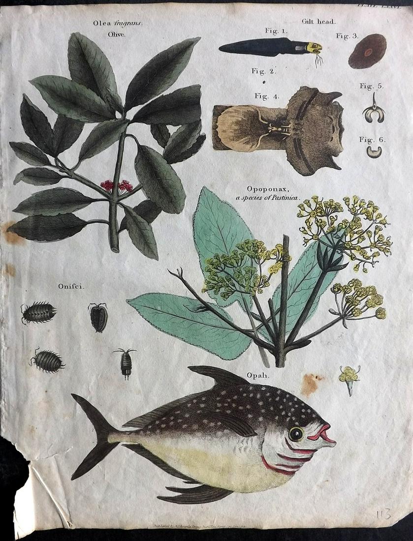 Goldsmith & Shaw 1817 HC Print. Opah Fish, Olive, Opoponax: Hand Coloured Copper Plates Published 1817, London for "A History of the Earth and Animated Nature" Also titled "Panorama of Nature" by Oliver Goldsmith and George Shaw. Fine hand colour as issued. Ra