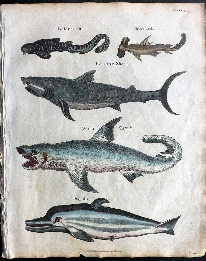 Goldsmith & Shaw 1817 HC Print. Sharks 50: Hand Coloured Copper Plates Published 1817, London for "A History of the Earth and Animated Nature" Also titled "Panorama of Nature" by Oliver Goldsmith and George Shaw. Fine hand colour as issued. Ra