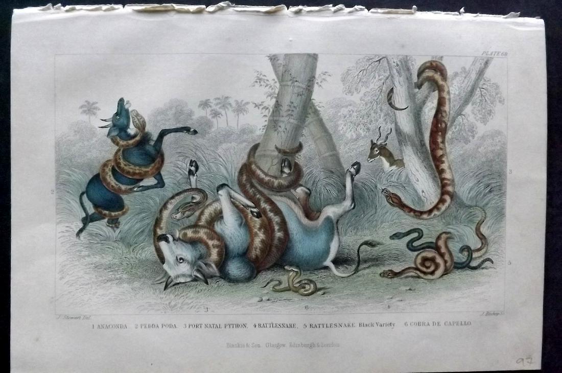 Goldsmith, Oliver 1870 Hand Col Print. Anaconda Snake attacking Prey: Hand Colored Steel Engraving Published 1870 by Blackie & Son, London for "A History of the Earth and Animated Nature" by Oliver Goldsmith. Paper Size: 9.5 x 6 inch (24 x 16cm) Good Condition