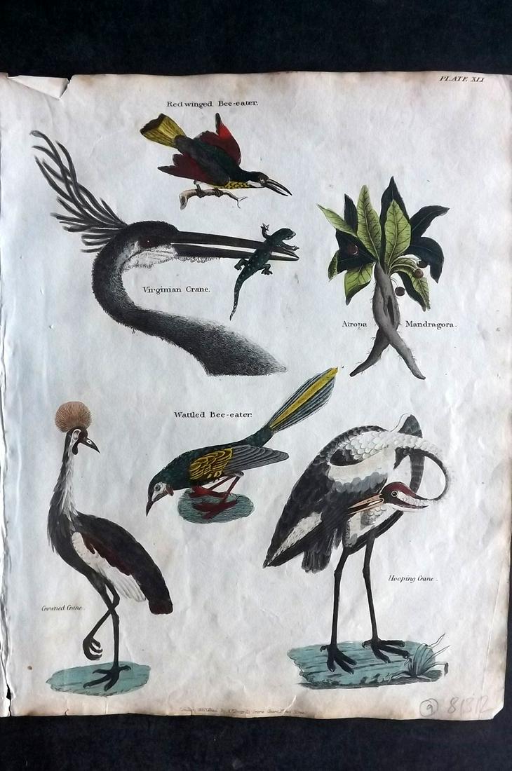 Goldsmith & Shaw 1817 HC Bird. Cranes, Bee Eaters (1 of 2)