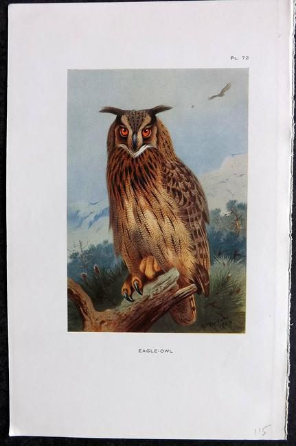 Thorburn, Archibald 1926 Antique Bird Print. Eagle Owl: Vintage Offset Lithograph Published 1925-26, London for "British Birds" by Archibald Thorburn. Paper Size: 8.5 x 5.5 inch (22 x 14cm) Good Condition