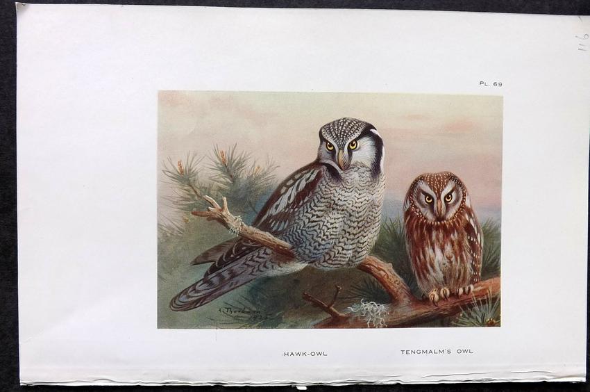 Thorburn, Archibald 1926 Antique Bird Print. Hawk & Tengmalm's Owl: Vintage Offset Lithograph Published 1925-26, London for "British Birds" by Archibald Thorburn. Paper Size: 8.5 x 5.5 inch (22 x 14cm) Good Condition