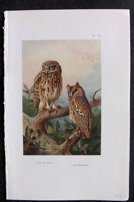 Thorburn, Archibald 1926 Antique Bird Print. Little & Scops Owl: Vintage Offset Lithograph Published 1925-26, London for "British Birds" by Archibald Thorburn. Paper Size: 8.5 x 5.5 inch (22 x 14cm) Good Condition
