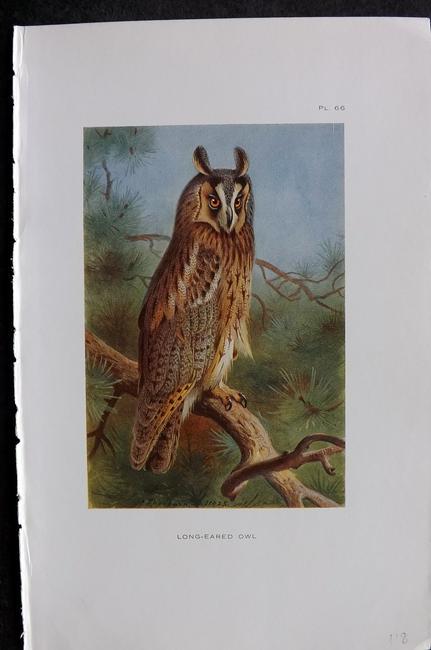 Thorburn, Archibald 1926 Antique Bird Print. Long Eared Owl: Vintage Offset Lithograph Published 1925-26, London for "British Birds" by Archibald Thorburn. Paper Size: 8.5 x 5.5 inch (22 x 14cm) Good Condition