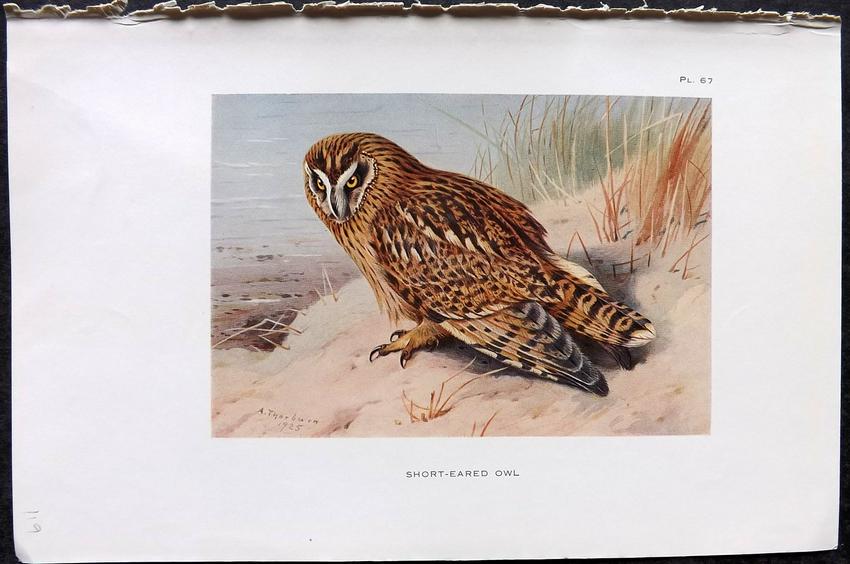 Thorburn, Archibald 1926 Antique Bird Print. Short Eared Owl: Vintage Offset Lithograph Published 1925-26, London for "British Birds" by Archibald Thorburn. Paper Size: 8.5 x 5.5 inch (22 x 14cm) Good Condition