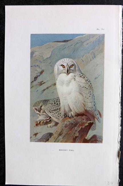 Thorburn, Archibald 1926 Antique Bird Print. Snowy Owl: Vintage Offset Lithograph Published 1925-26, London for "British Birds" by Archibald Thorburn. Paper Size: 8.5 x 5.5 inch (22 x 14cm) Good Condition