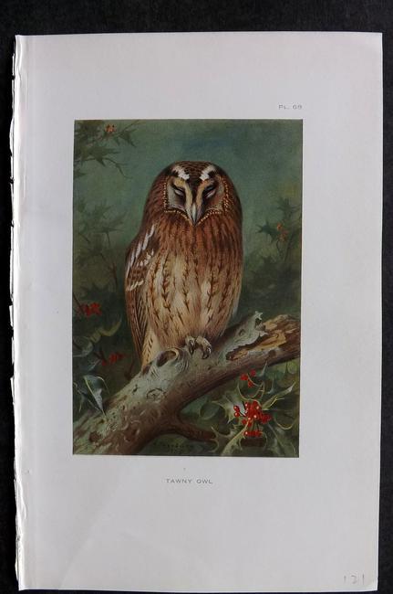 Thorburn, Archibald 1926 Antique Bird Print. Tawny Owl: Vintage Offset Lithograph Published 1925-26, London for "British Birds" by Archibald Thorburn. Paper Size: 8.5 x 5.5 inch (22 x 14cm) Good Condition