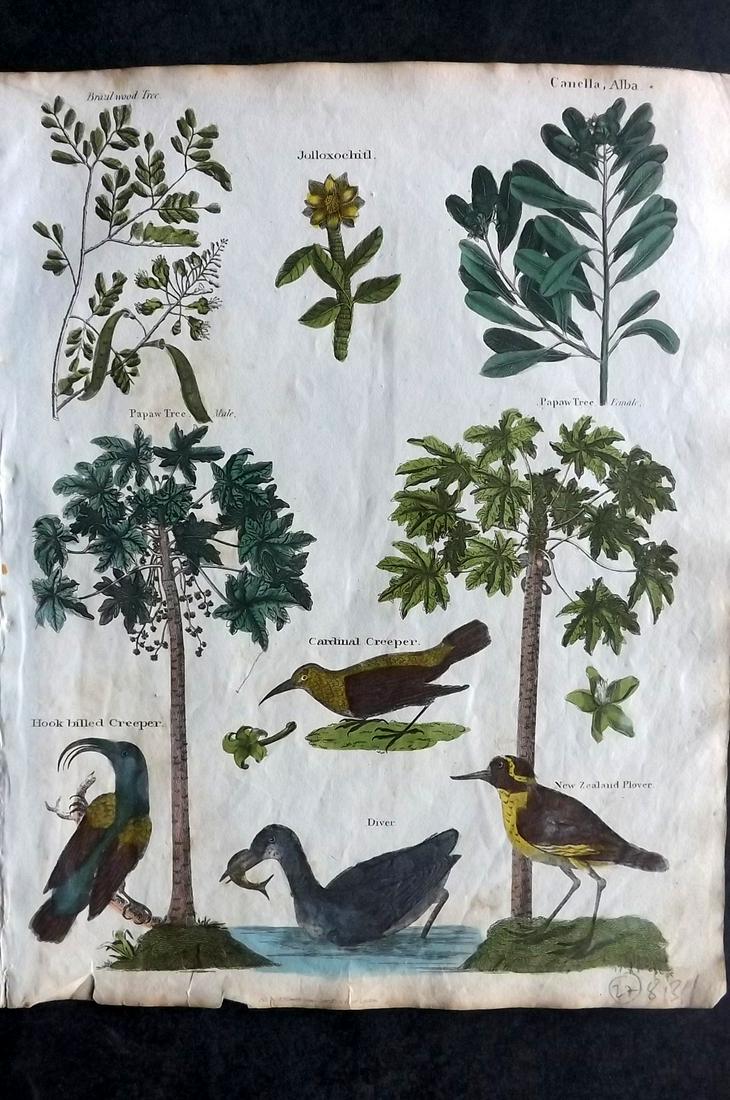 Goldsmith & Shaw 1817 HC Botanical & Bird. Papaw, Canella, Brazil Wood: Hand Coloured Copper Plates Published 1817, London for "A History of the Earth and Animated Nature" Also titled "Panorama of Nature" by Oliver Goldsmith and George Shaw. Fine hand colour as issued. Ra