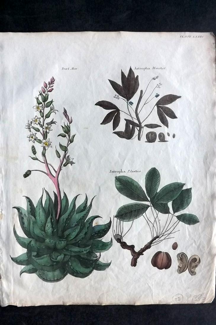 Goldsmith & Shaw 1817 HC Botanical. Pear Aloe, Jatropha: Hand Coloured Copper Plates Published 1817, London for "A History of the Earth and Animated Nature" Also titled "Panorama of Nature" by Oliver Goldsmith and George Shaw. Fine hand colour as issued. Ra