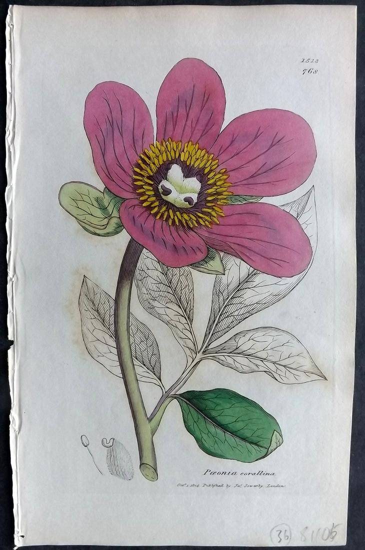 Sowerby, James C1840 Hand Col Print. Peony: Partial Hand Colored Etchings Only (As Published) Published London, 1832-46 for "English Botany; or, Coloured Figures of British Plants…" Second Edition by James Sowerby and Edward Smith. Paper Size