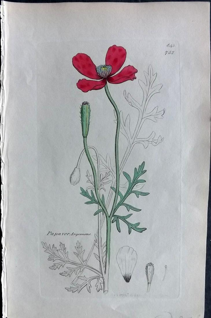 Sowerby, James C1840 Hand Col Print. Poppy: Partial Hand Colored Etchings Only (As Published) Published London, 1832-46 for "English Botany; or, Coloured Figures of British Plants…" Second Edition by James Sowerby and Edward Smith. Paper Size
