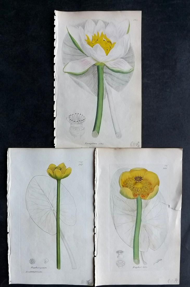 Sowerby, James C1840 Lot of 3 Hand Col Prints. Water Lilies: Partial Hand Colored Etchings Only (As Published) Published London, 1832-46 for "English Botany; or, Coloured Figures of British Plants…" Second Edition by James Sowerby and Edward Smith. Paper Size