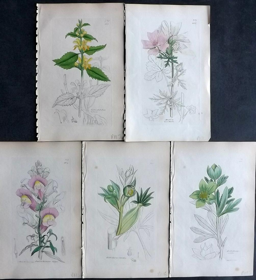 Sowerby, James C1840 Lot of 5 Hand Col Botanical Prints: Partial Hand Colored Etchings Only (As Published) Published London, 1832-46 for "English Botany; or, Coloured Figures of British Plants…" Second Edition by James Sowerby and Edward Smith. Paper Size