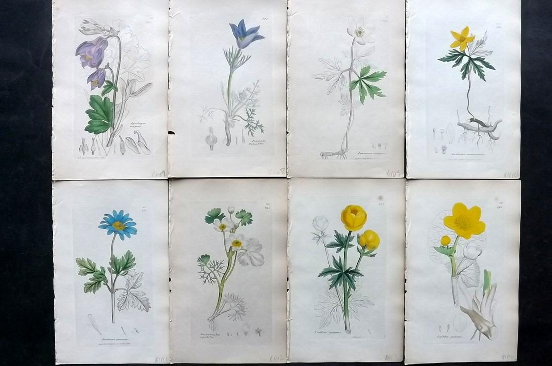 Sowerby, James C1840 Lot of 8 Hand Col Botanical Prints: Partial Hand Colored Etchings Only (As Published) Published London, 1832-46 for "English Botany; or, Coloured Figures of British Plants…" Second Edition by James Sowerby and Edward Smith. Paper Size