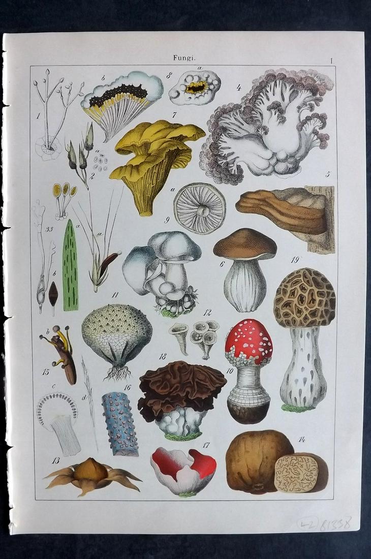 Willkomm, Heinrich 1885 Folio Botanical Print. Fungi Mushrooms (1 of 2)