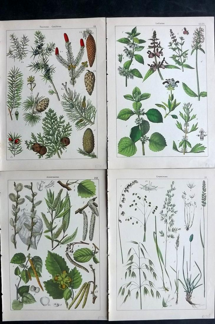 Willkomm, Heinrich 1885 Lot of 4 Folio Botanical Prints: Folio Lithographs - 8 Images on 4 sheets (Printed Both Sides) Published 1885 Stuttgart, for "Bilder-Atlas des Pflanzenreichs nach dem naturlichen System" by Heinrich Moritz Willkomm. Paper Size: 12 x 