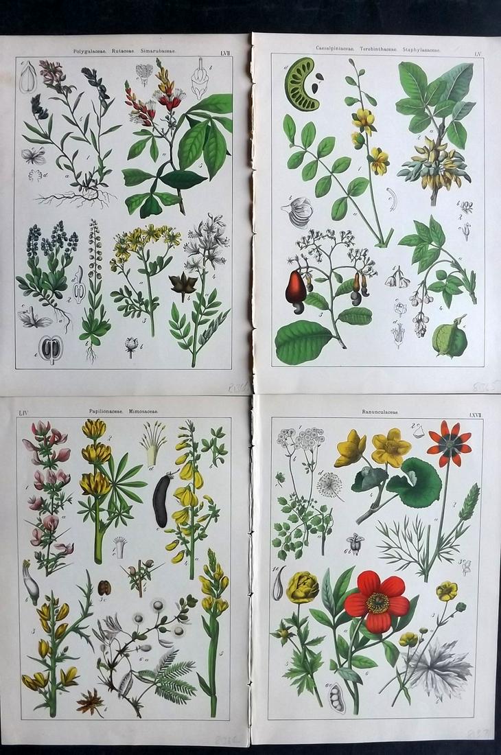 Willkomm, Heinrich 1885 Lot of 4 Folio Botanical Prints: Folio Lithographs - 8 Images on 4 sheets (Printed Both Sides) Published 1885 Stuttgart, for "Bilder-Atlas des Pflanzenreichs nach dem naturlichen System" by Heinrich Moritz Willkomm. Paper Size: 12 x 