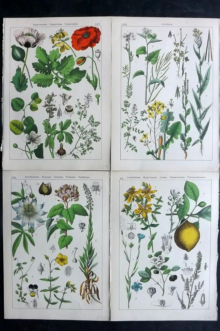 Willkomm, Heinrich 1885 Lot of 4 Folio Botanical Prints: Folio Lithographs - 8 Images on 4 sheets (Printed Both Sides) Published 1885 Stuttgart, for "Bilder-Atlas des Pflanzenreichs nach dem naturlichen System" by Heinrich Moritz Willkomm. Paper Size: 12 x 